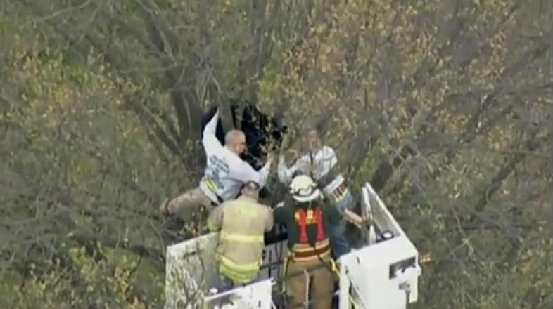 Veterinarji so morali medveda v reševalni akciji uspavati, da so ga gasilci splo