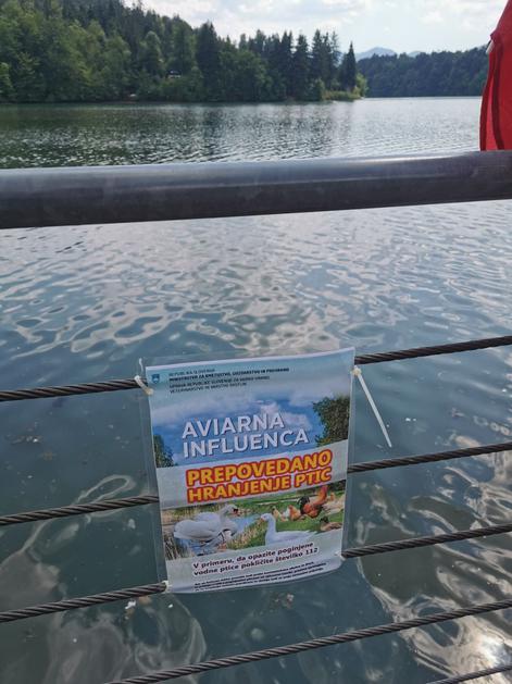 Zbiljsko jezero, Medvode, ptičja gripa