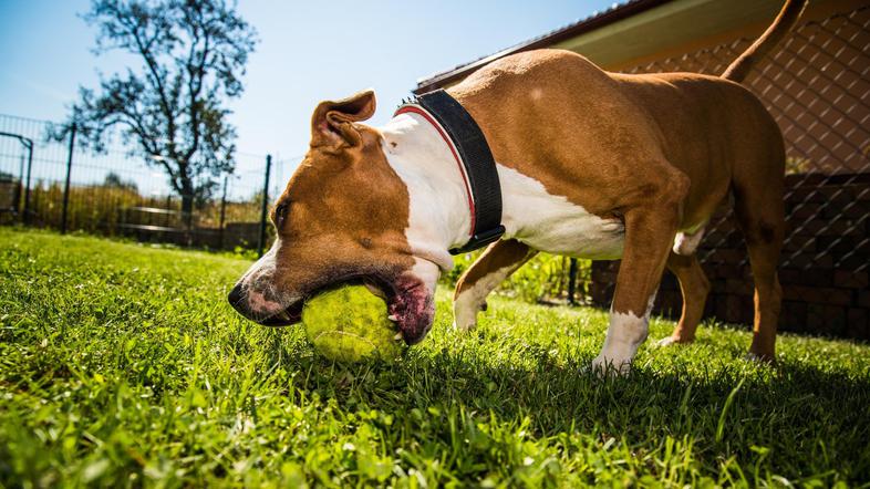 Staffordshirski terier