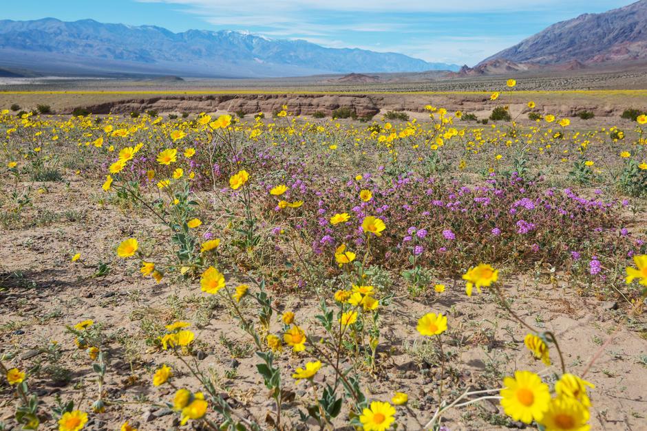 dolina smrti | Avtor: Profimedia