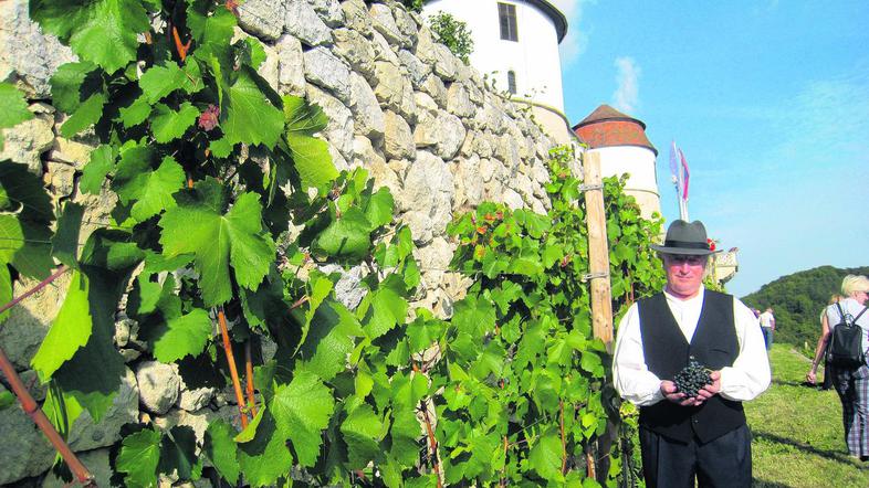 Ob občinskem prazniku bodo pod grajskim vinogradom posadili znamenito sevniško v