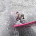 Unleashed Surf City Surf Dog