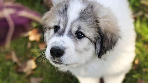 Planinski pirenejski pes