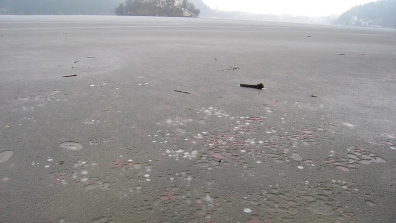 Blejsko jezero cveti skoraj vse leto, zaradi cvetenja rdeče cianobakte-rije je r