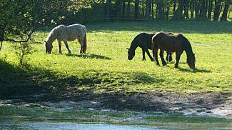 Mnoge ''odslužene'' konje čaka lepši pokoj.