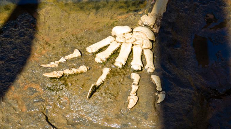 Dinozaver
