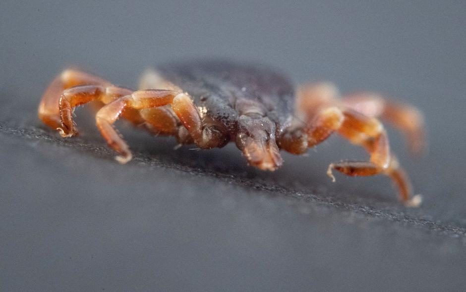 klop | Avtor: Profimedia