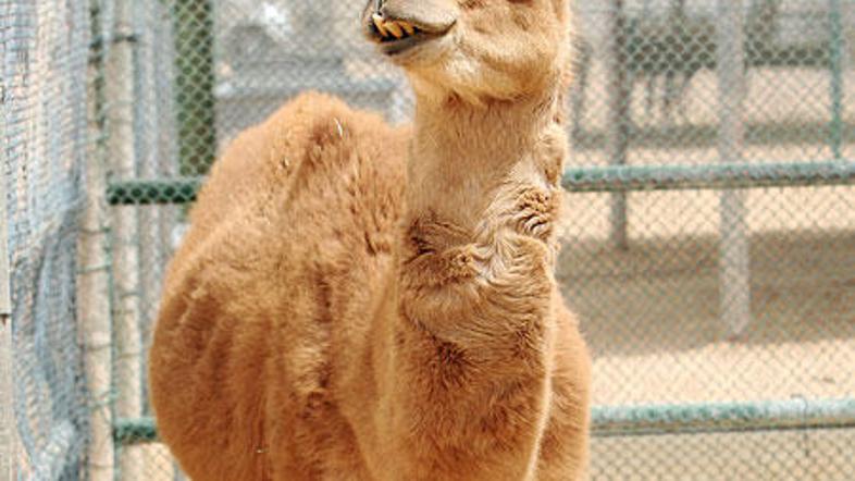 Rama se bo z bratci in sestricami lahko podila po puščavi.