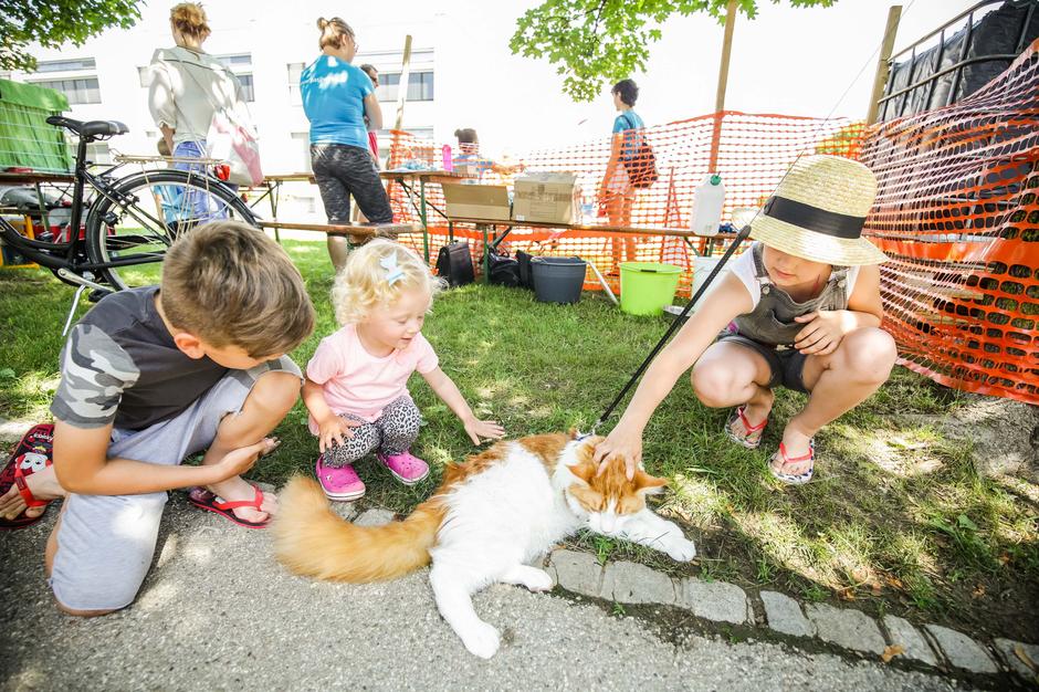 Festival za živali | Avtor: Saša Despot