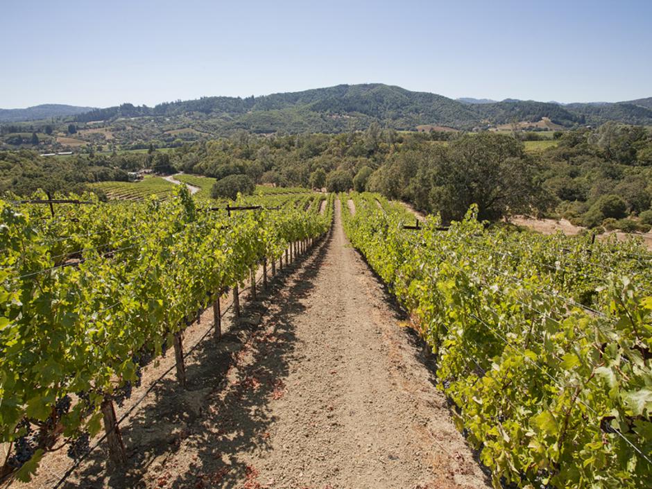 Izjemno vinogradniško posestvo | Avtor: Žurnal24 main