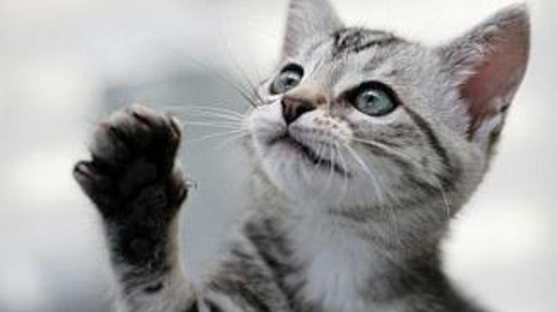 Mačji mladiči se najraje igrajo. Ko pridejo v vaš dom, jih boste morali nekaj ča