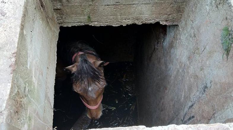 Reševanje konja iz greznice