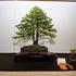 bonsaj