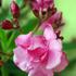 Oleander