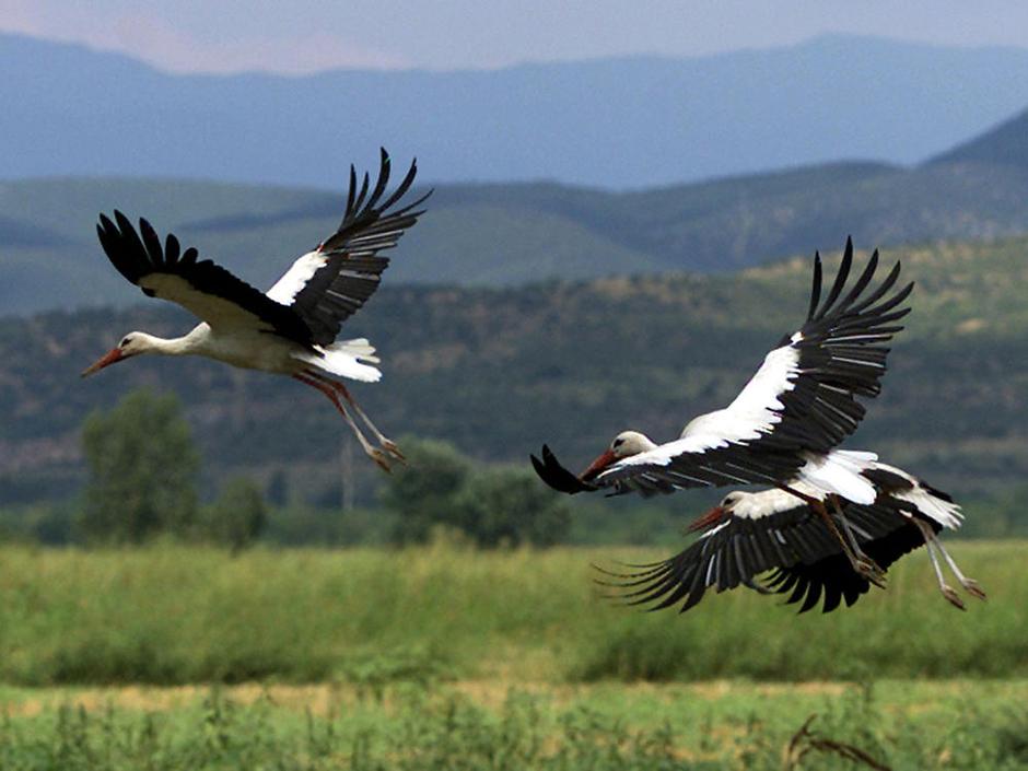 Štorklje, Bogdanci, Makedonija. | Avtor: Žurnal24 main