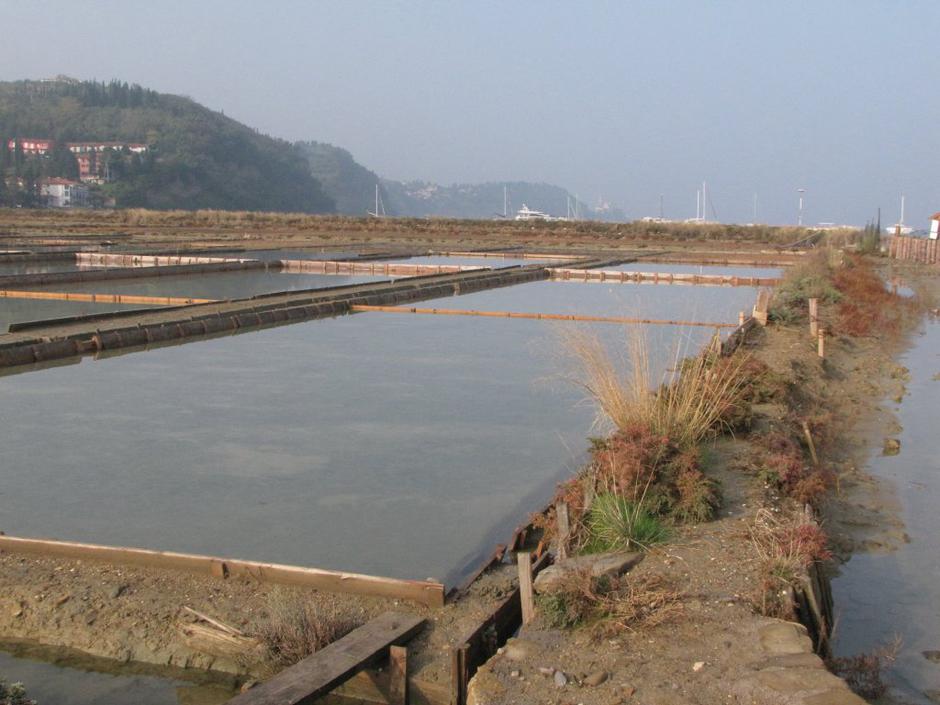 Strunjanske soline  | Avtor: Suzana Kos