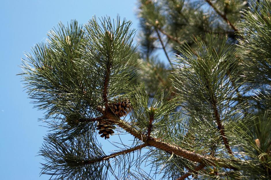 Črni bor (pinus nigra) | Avtor: Profimedia