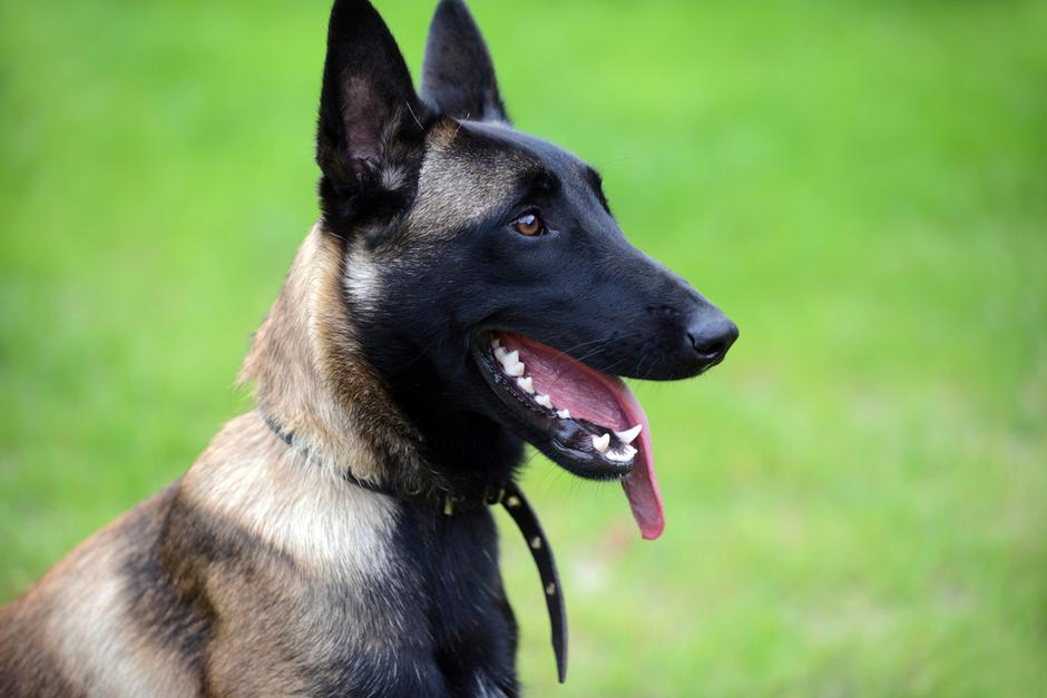 belgijski ovčar | Avtor: Shutterstock