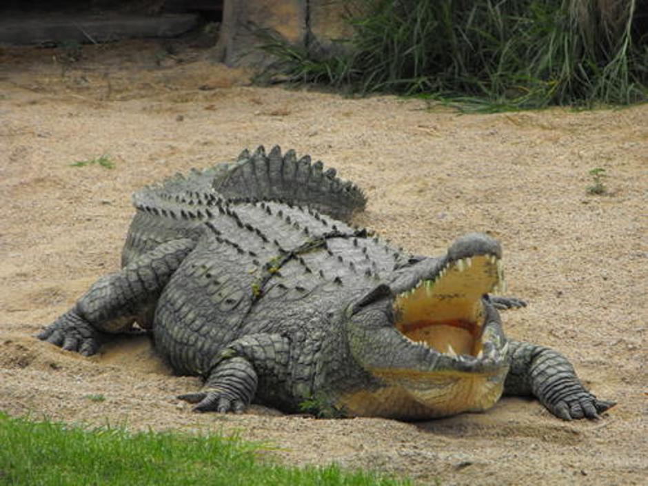 (Foto: Shutterstock) | Avtor: Žurnal24 main