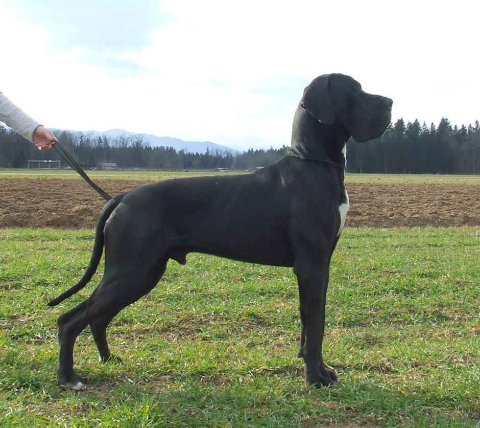 Nemška Doga | Avtor: Slavi Porš, psarna From Valvasor's Land