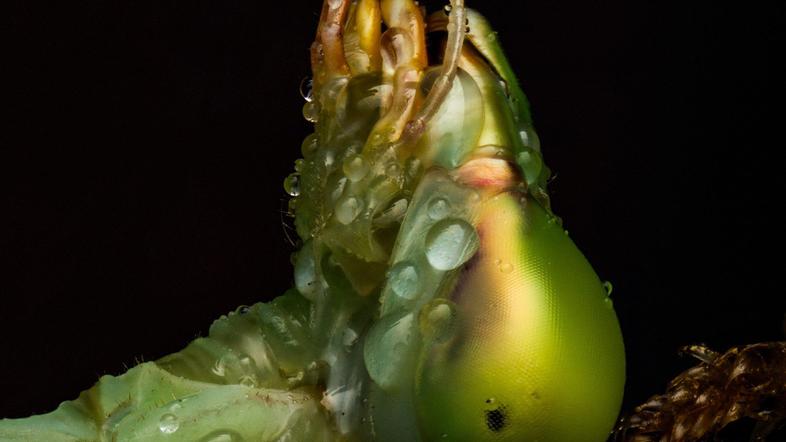 Orjaška azijska bogomoljka