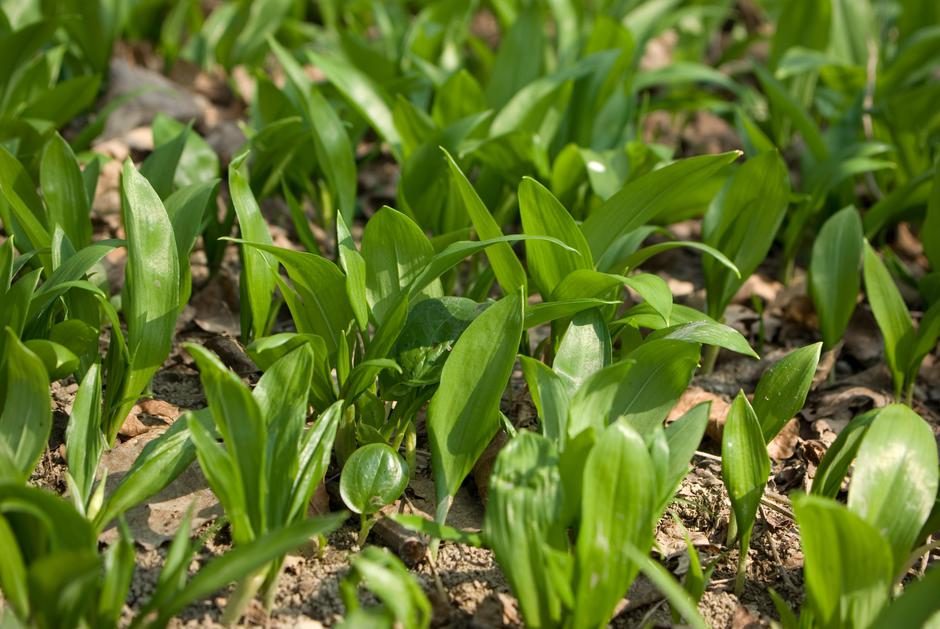 čemaž | Avtor: Čemaž/Profimedia