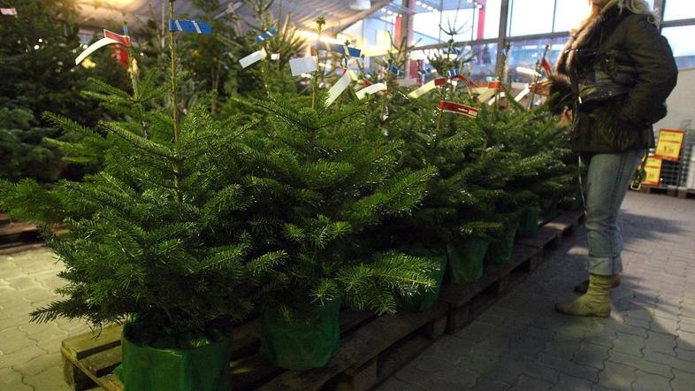 Pridobivanje okrasnega drevja nadzorujeta gozdarska in tržna inšpekcija. (Foto: 