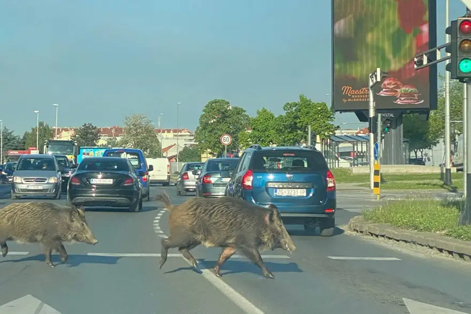 Divji prašiči v Zagrebu | Avtor: 24sata/bralec