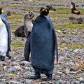 Posebnež. (Foto: National Geographic)