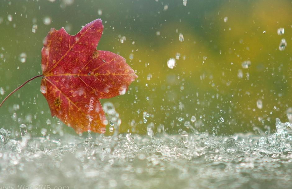 Jesenski dež | Avtor: Profimedia