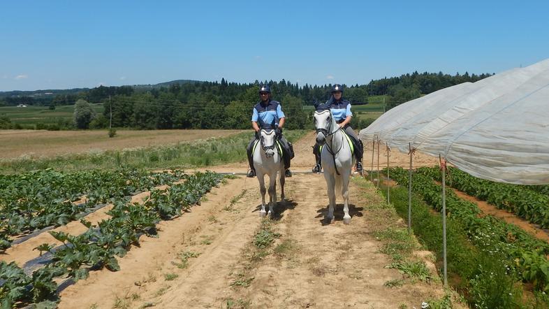 Konjeniška enota policije na njivi zaradi kraje pridelkov na njivah