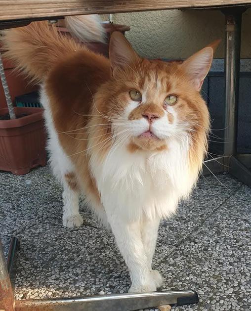 maine coon mačka