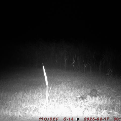 Močvirska uharica na Cerkniškem jezeru