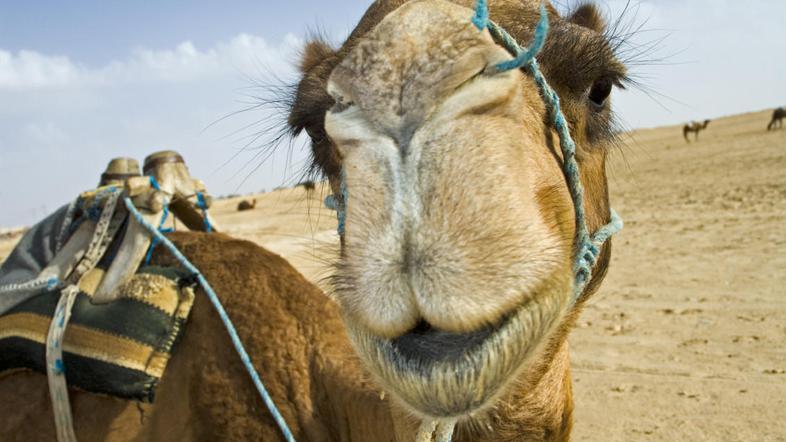 (Foto: iStock photo)