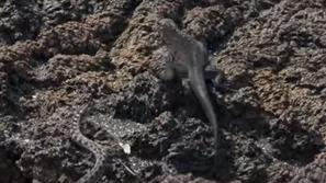 BBC nagrajen dokumentarec