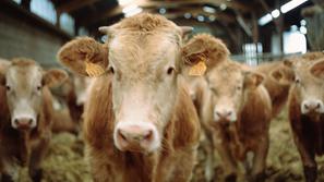 Novice: Slovenski kmetje bodo kmalu v velikih težavah - Krave, krava, kmetija