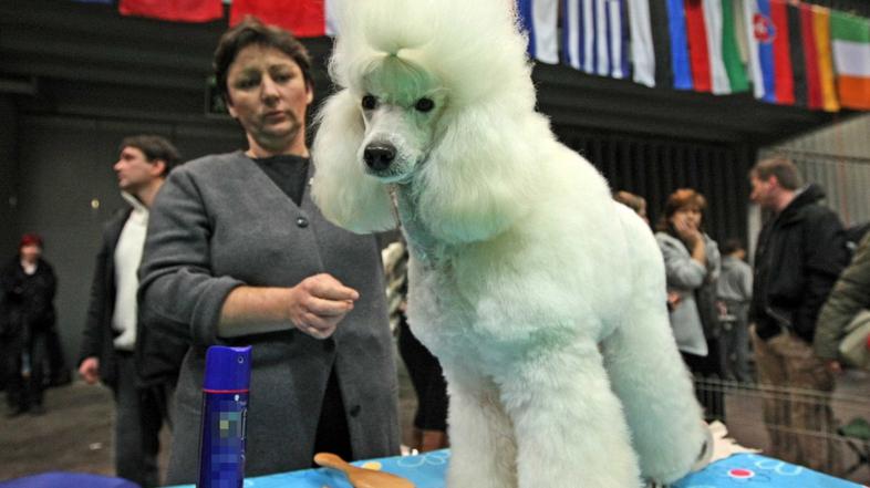 ljubljana 18.01.09 pes, mednarodna razstava psov vseh pasem CACIB Ljubljana 2009