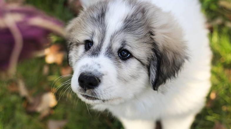 Planinski pirenejski pes