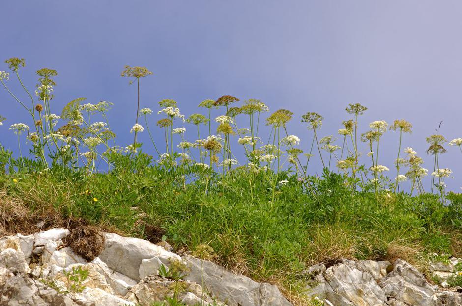 Kumina | Avtor: Profimedias