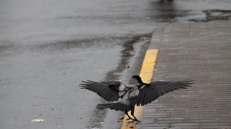 vreme jesen dež oblačnost ptica