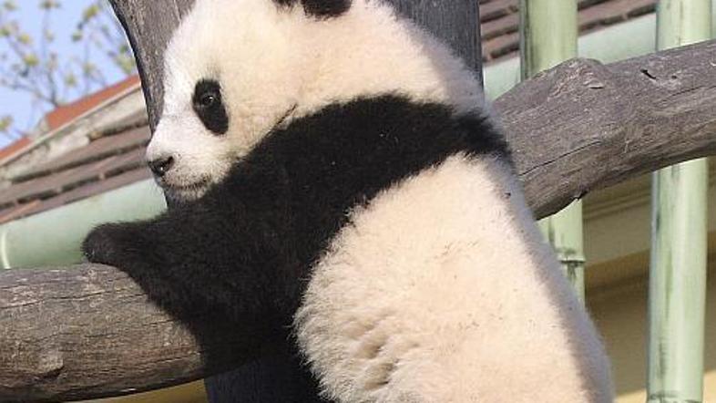 Fu Long (Srečni zmaj) je presenetil vse, saj v dunajskem živalskem vrtu niso ved