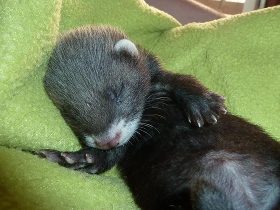 Stark - Društvo Zverinice | Avtor: Društvo Zverinice