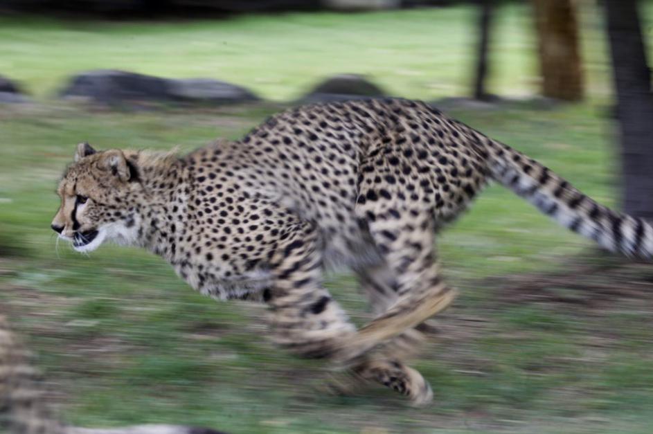 Gepard