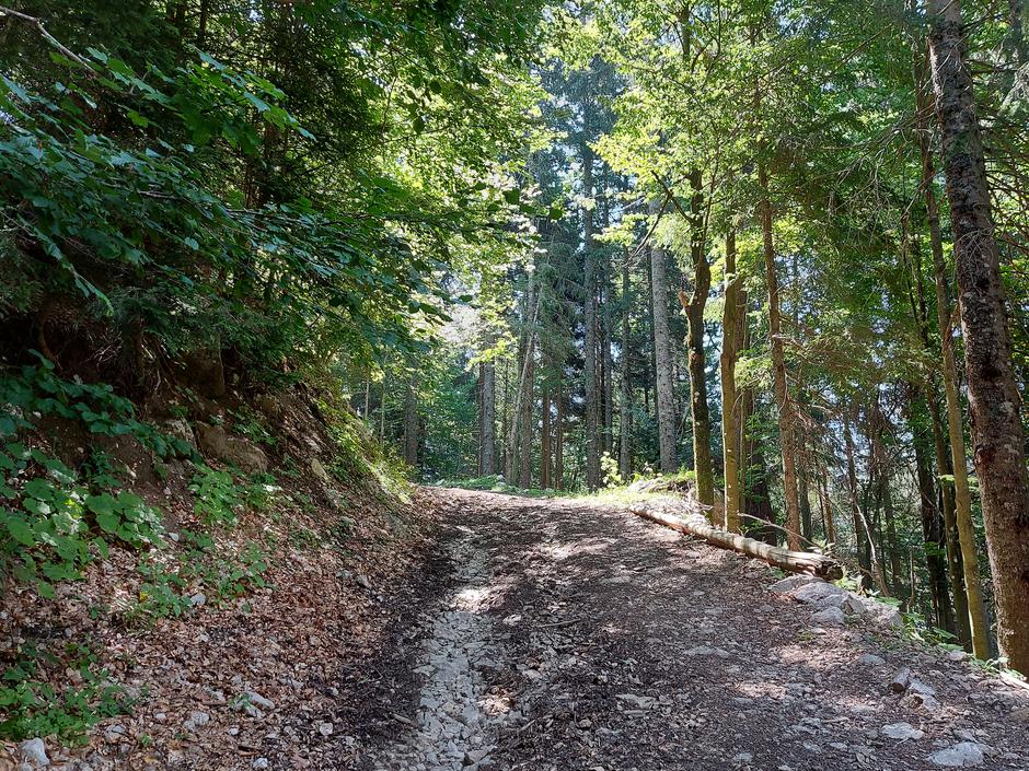 Gozd, nad vasjo Zgornja Sorica | Avtor: M. Ha.