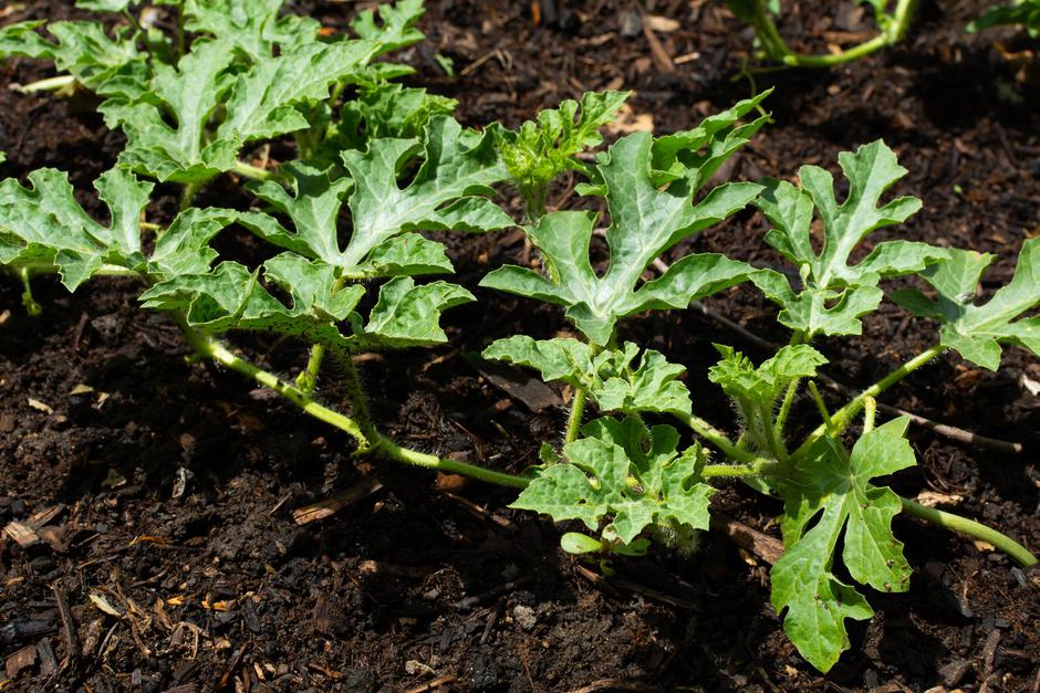 lubenica | Avtor: Profimedia