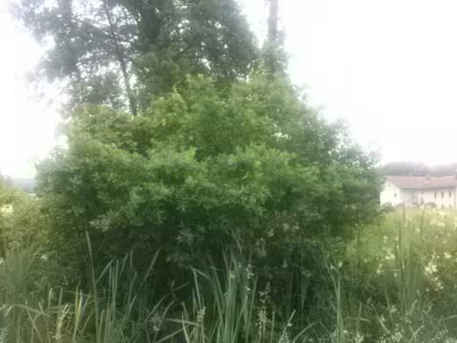 Drevesa sedaj 1 | Avtor: bralka