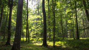 Ministrstvo za kmetijstvo, gozdarstvo in prehrano