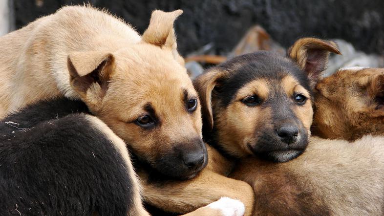 (Foto: Shutterstock)