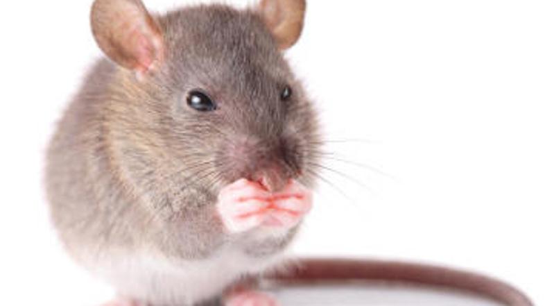 Vam &#x27;&#x27;grozi&#x27;&#x27; ta mala pošast? Več kot eden izmed desetih ljudi se pretirano boji