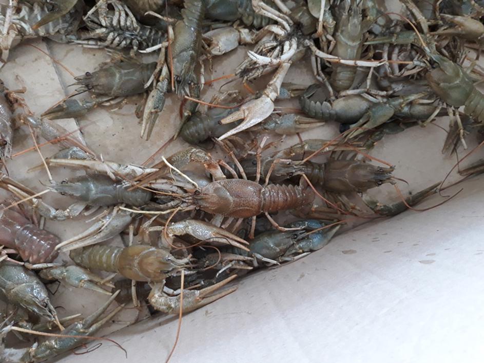 Pretihotapljeni raki